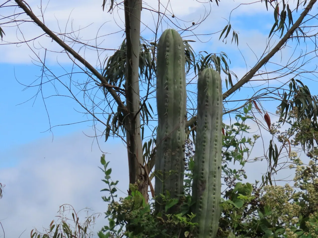 Trichocereus macrogonus