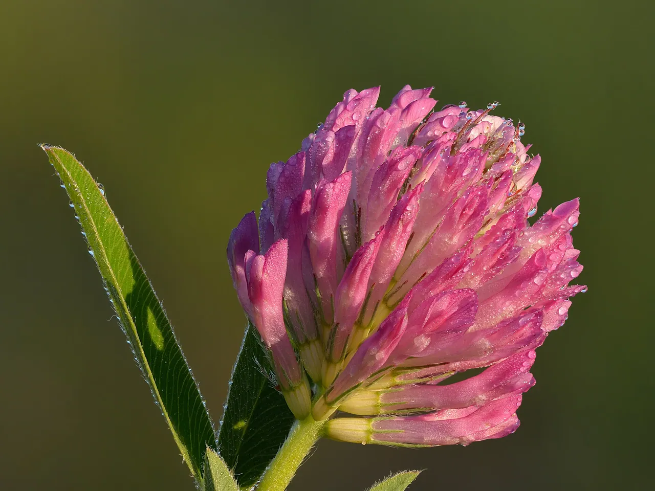 Zigzag clover