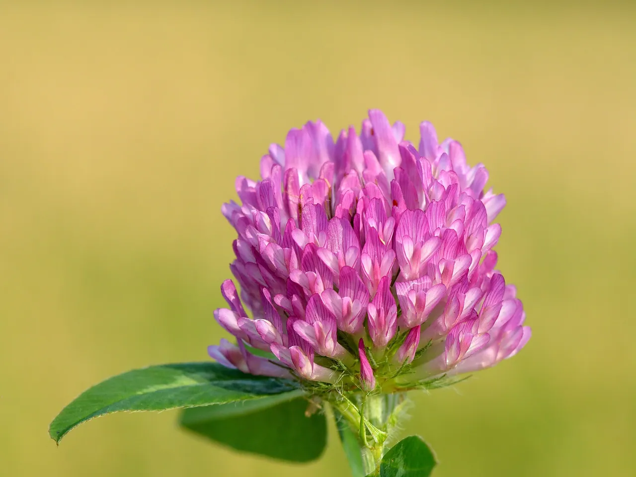Red clover