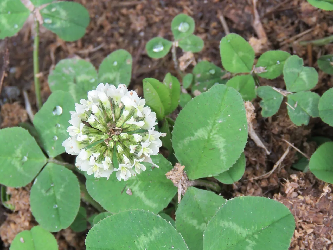 Dutch clover