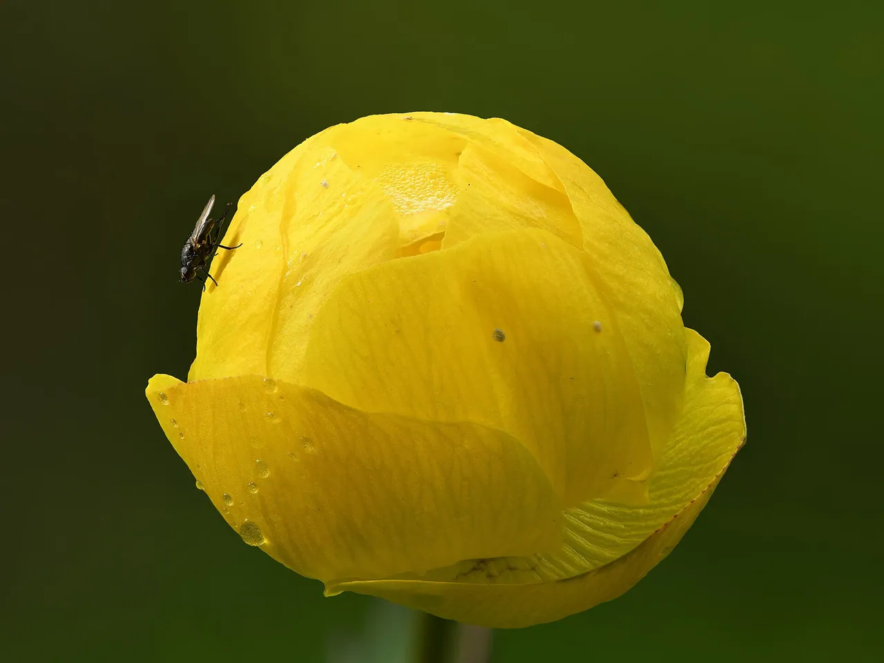 Globeflower