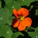 Nasturtium
