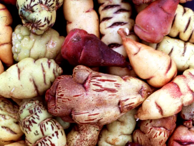 Mashua