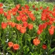 Garden tulip