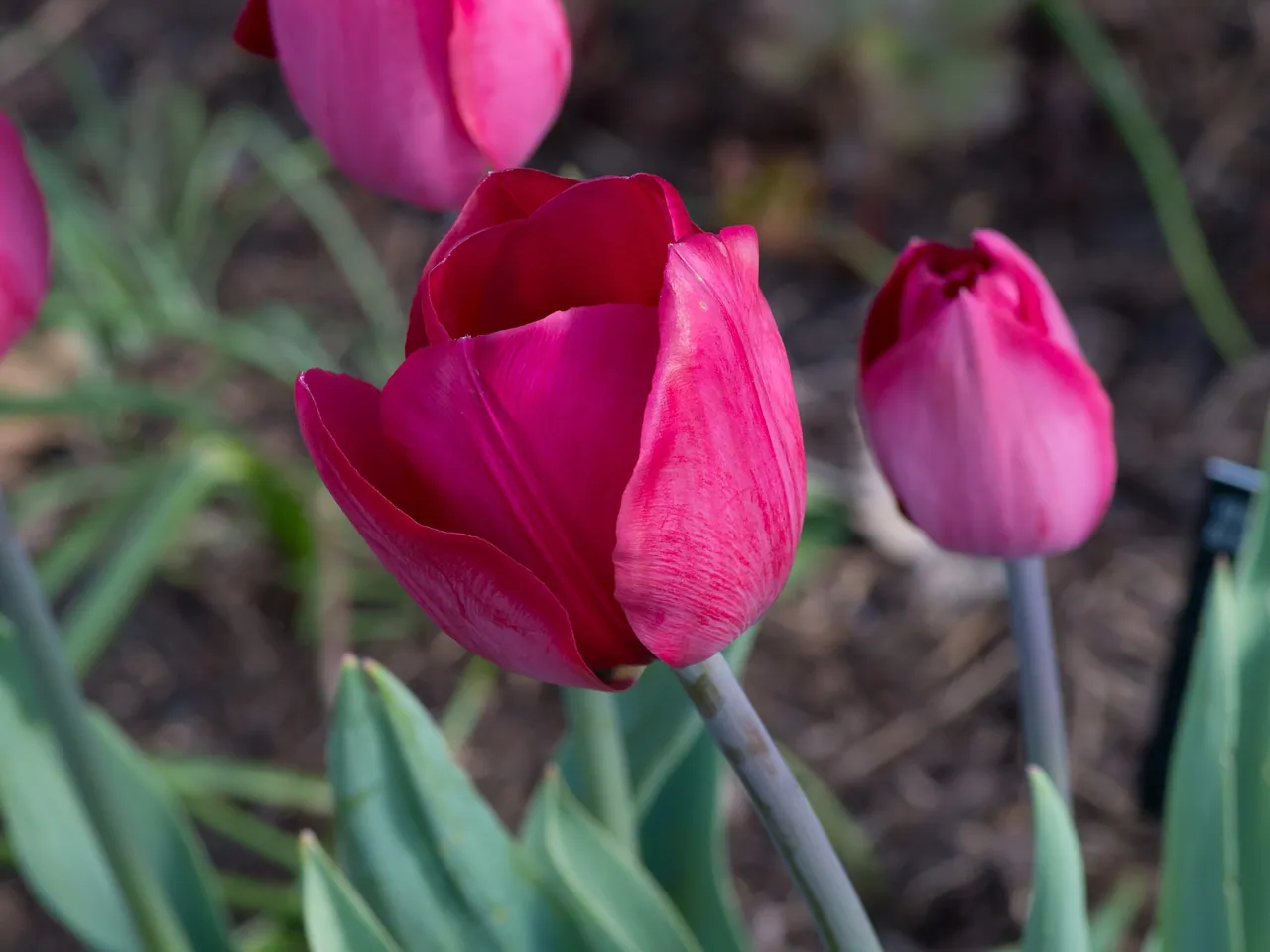 Rhodopean tulip