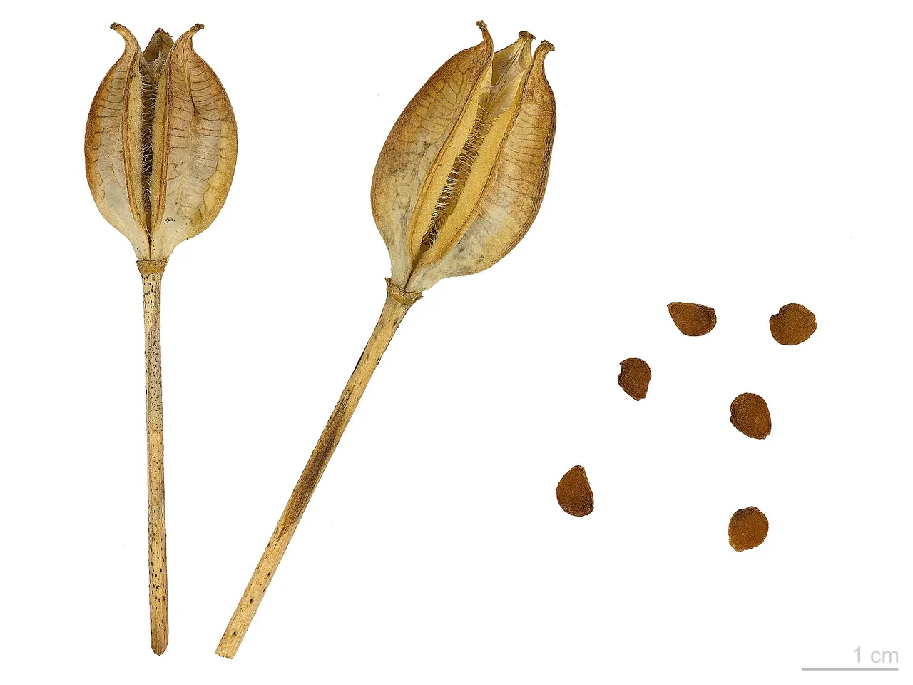 Dutch-lily