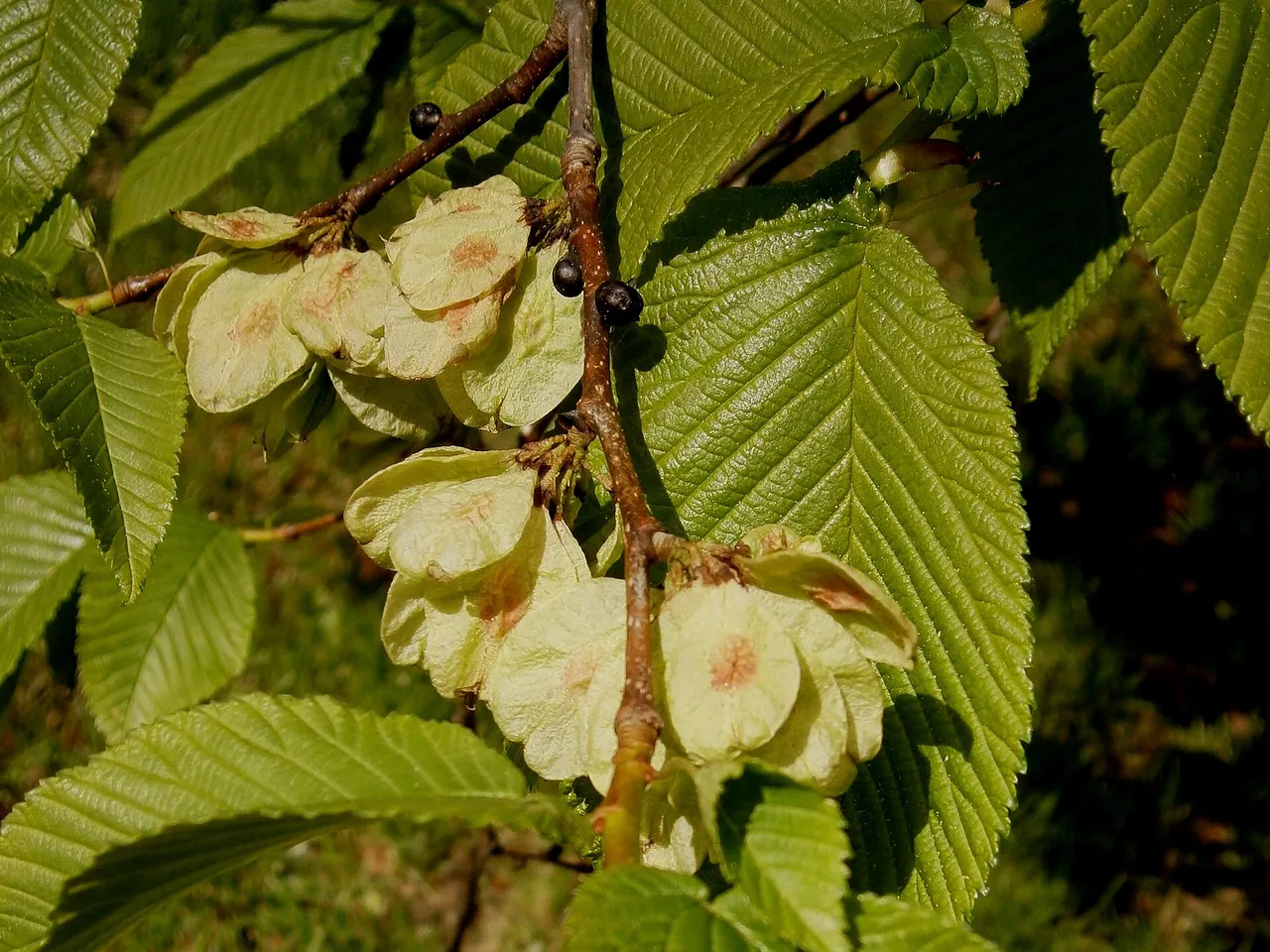 Mountain elm