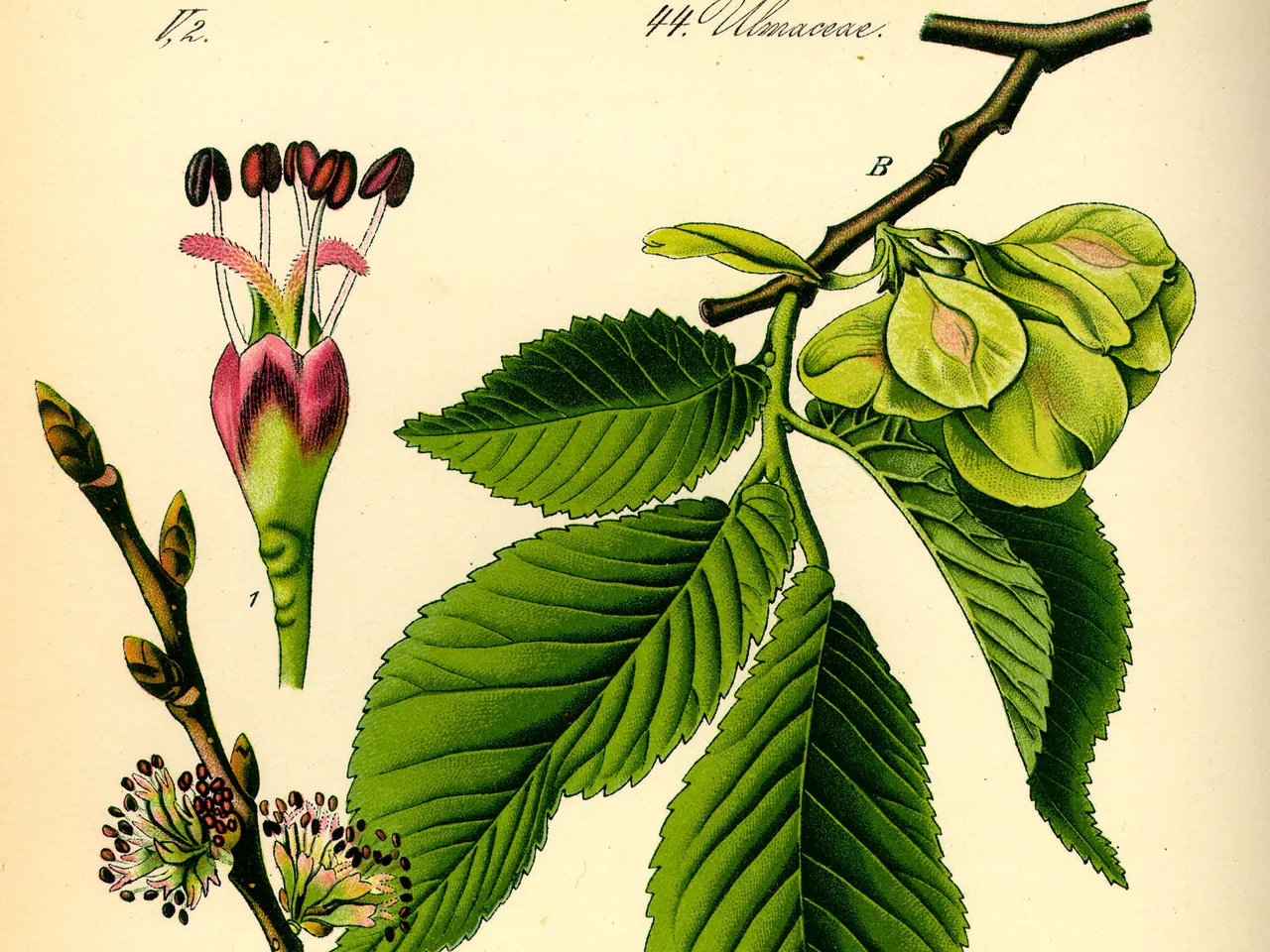 Small-leaved Elm
