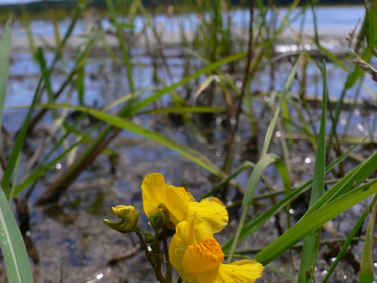 Utricularia australis