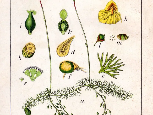 Plat blaasjeskruid