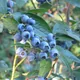 Blueberry