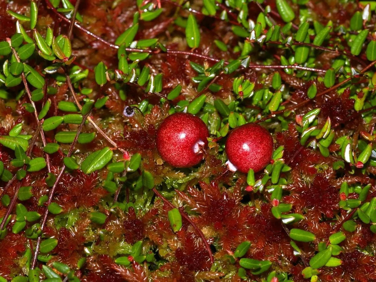 Bog cranberry