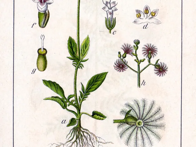 Marsh valerian