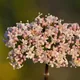 Common valerian