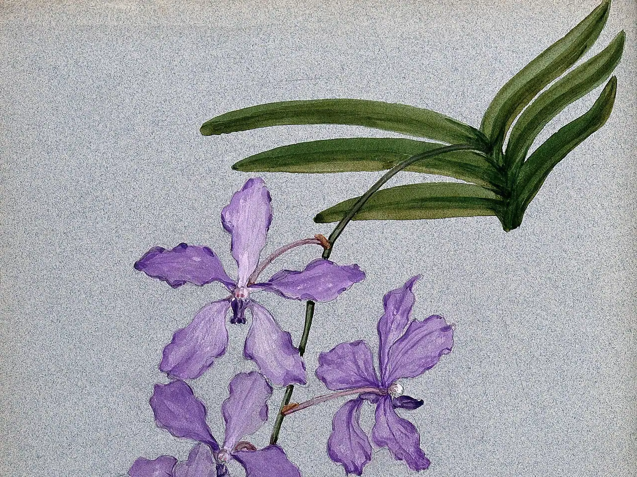 Blue Vanda