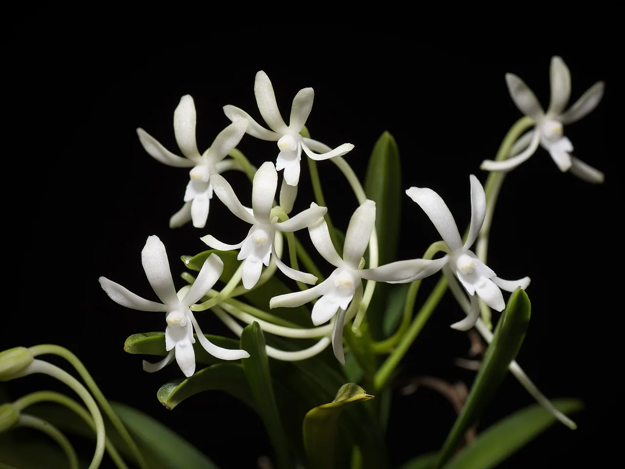 Vanda falcata