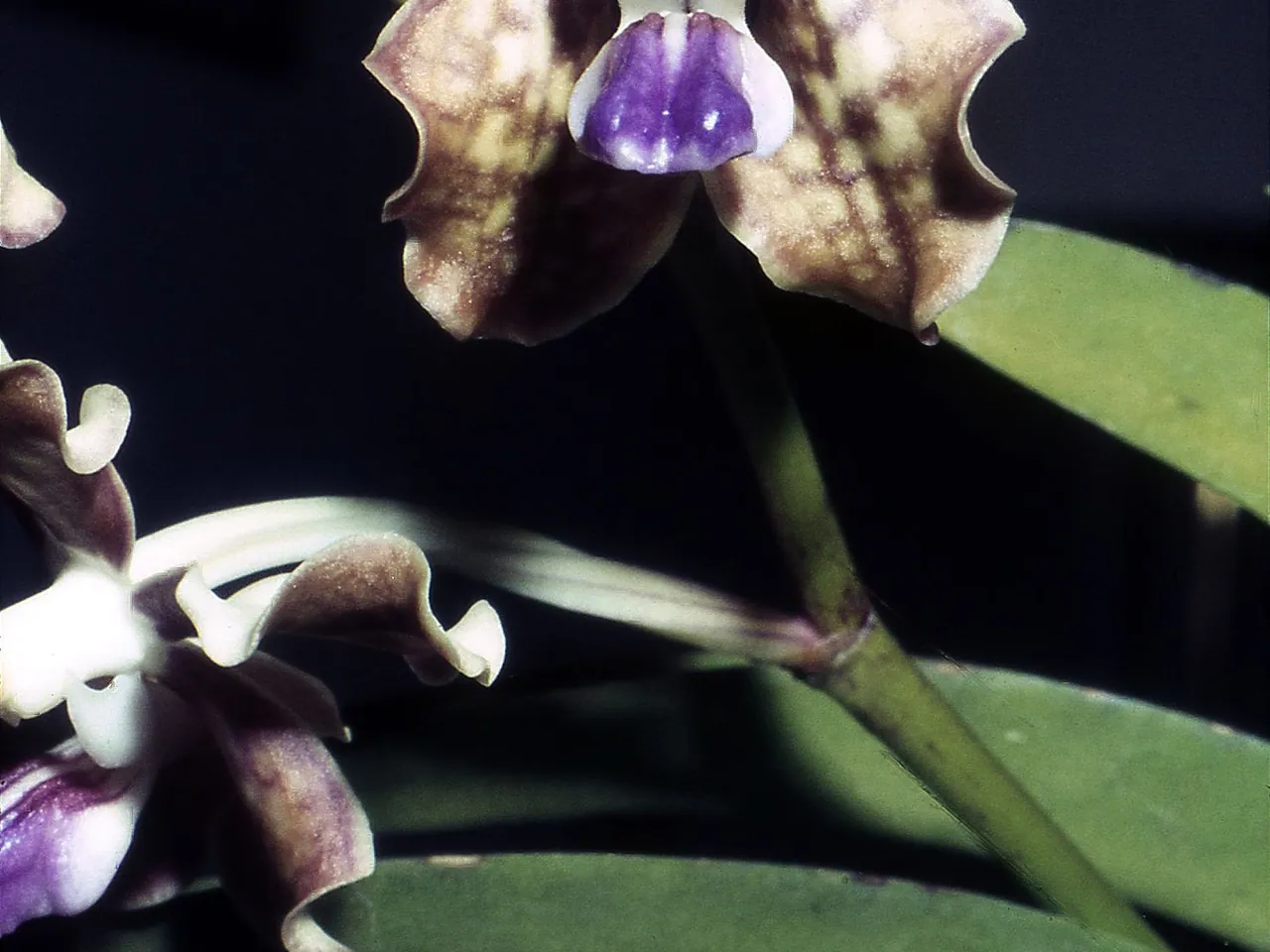 Checkered Vanda