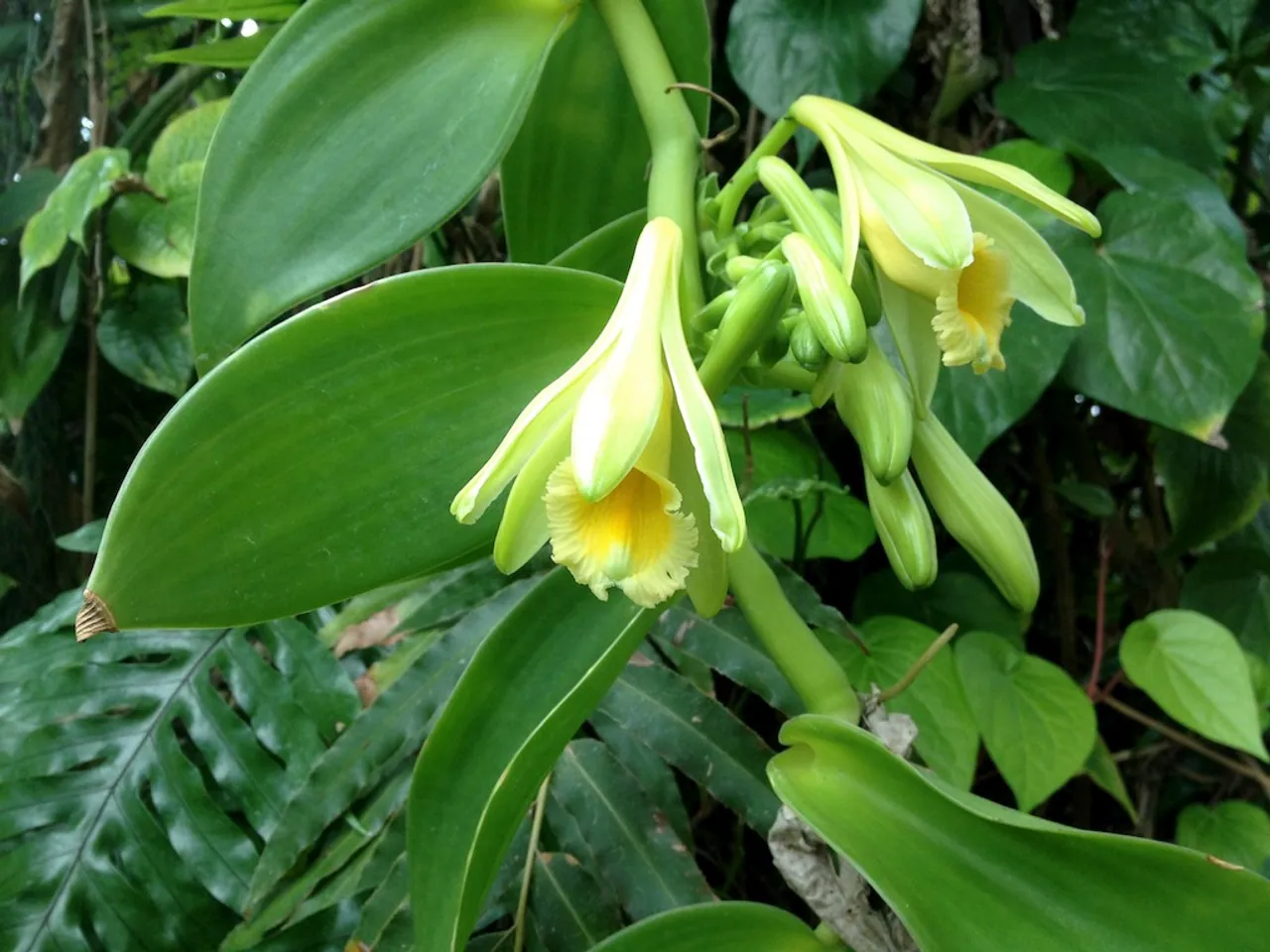Flat leaved vanilla