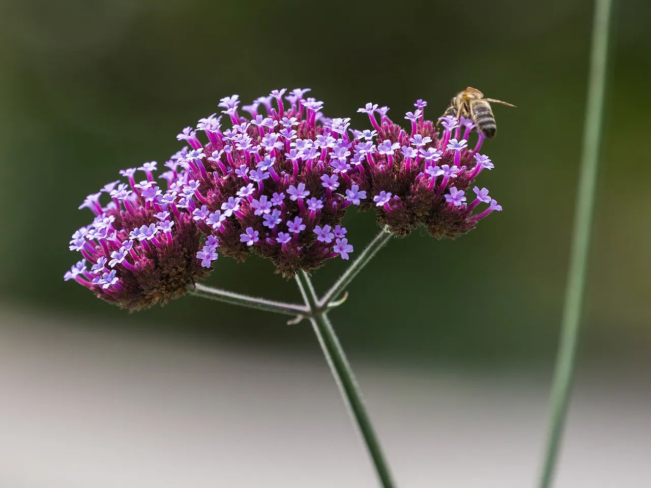 Purpletop vervain