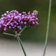 Purpletop vervain