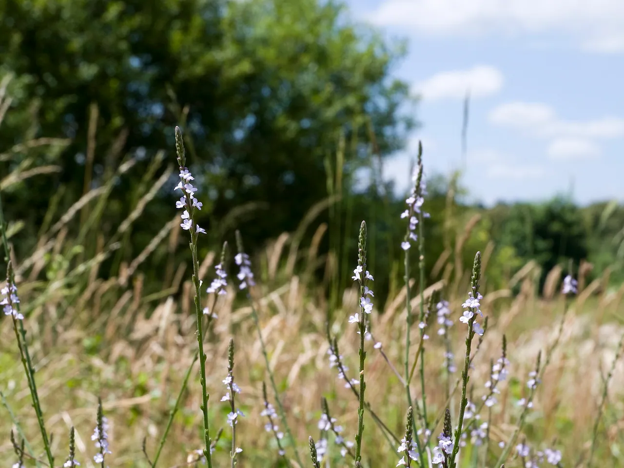Vervain