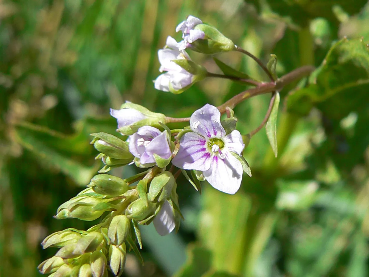 Blue water-speedwell