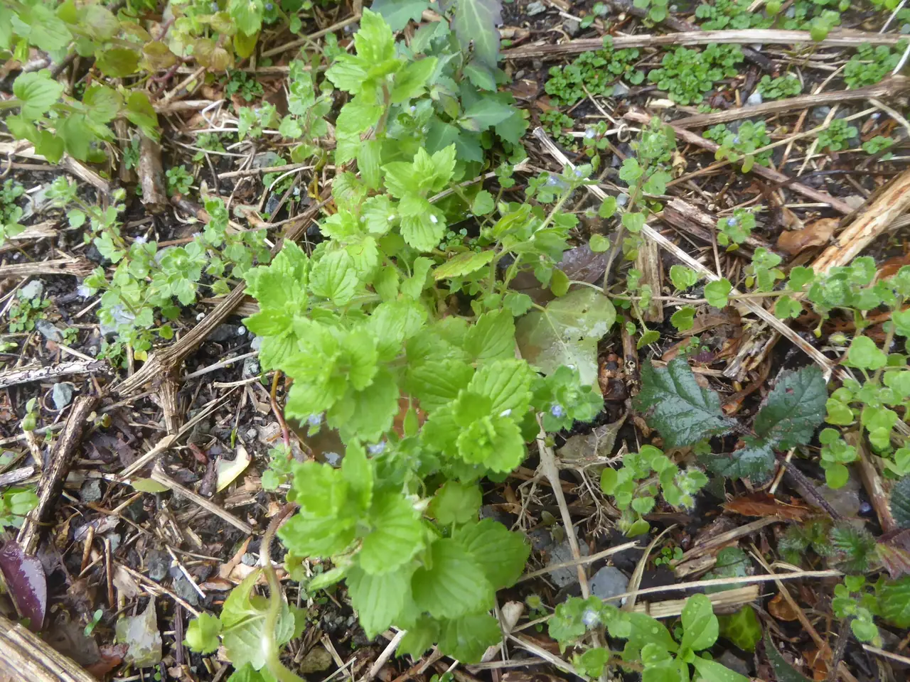 Veronica barnyard crest