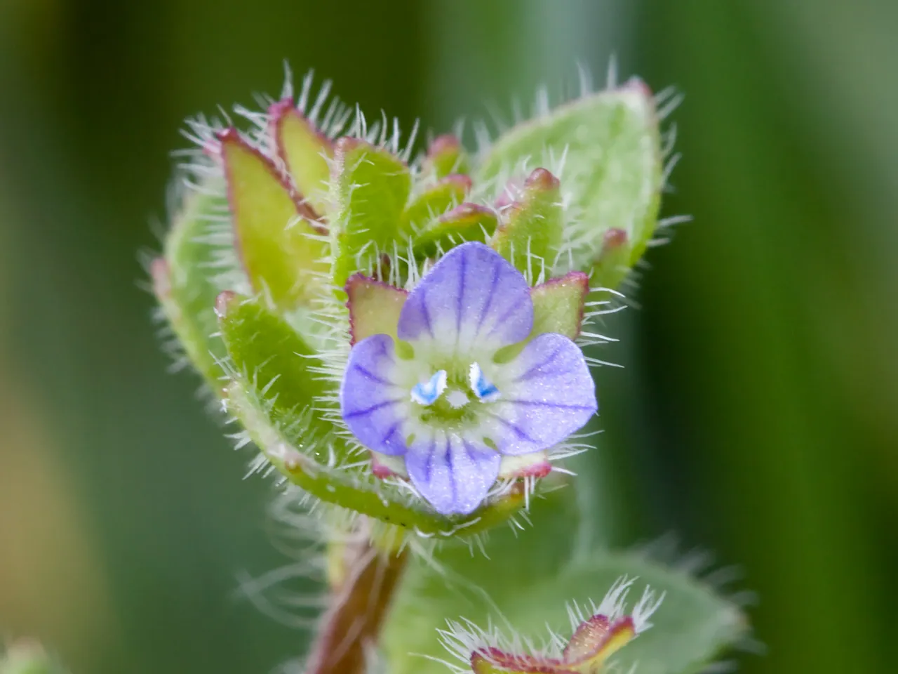 Ivy-leaved speedwell