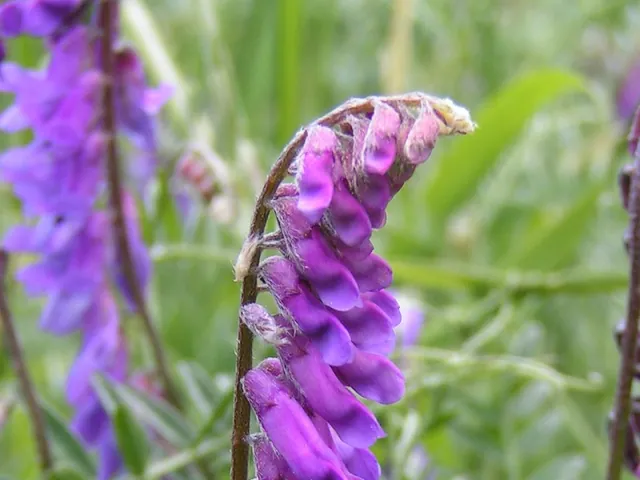 Tufted vetch