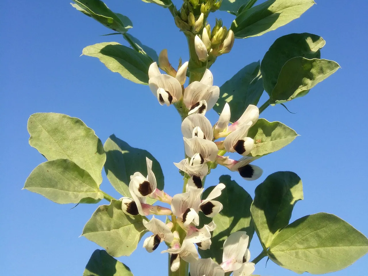 Broad bean