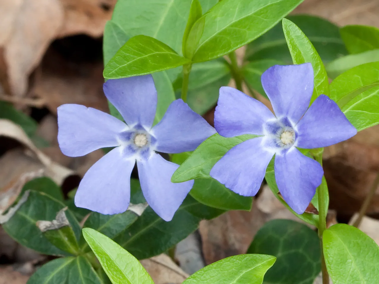 Lesser periwinkle