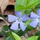 Lesser periwinkle