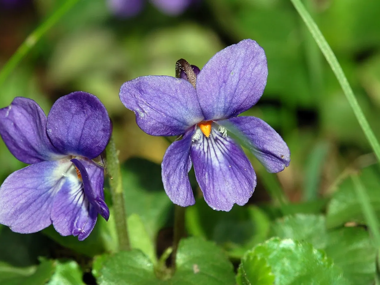 Common violet