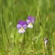 Wild pansy
