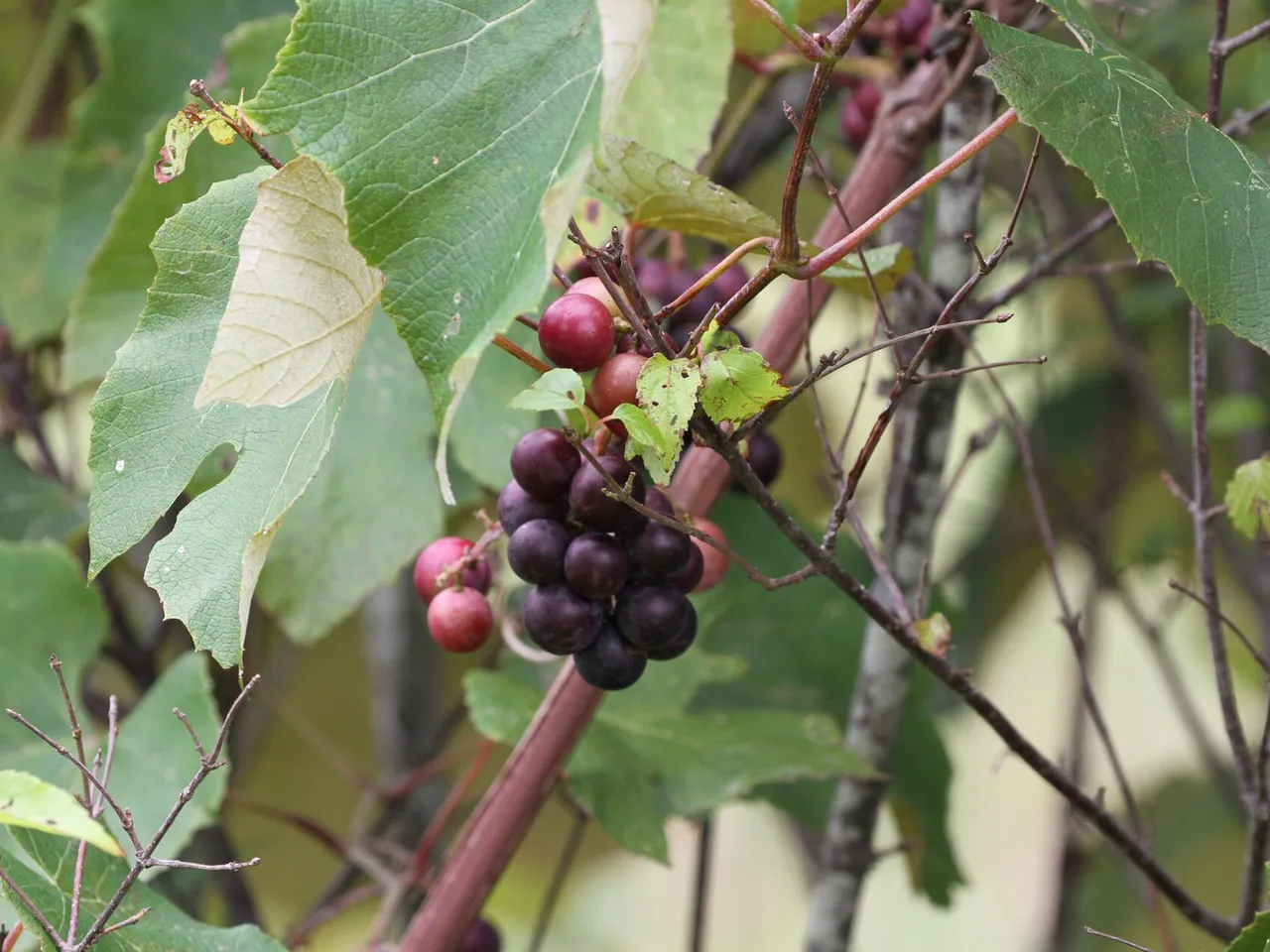 Fox grape