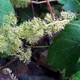 Grape