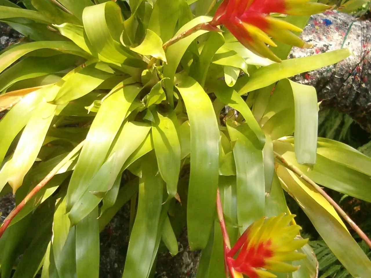 Vriesea carinata
