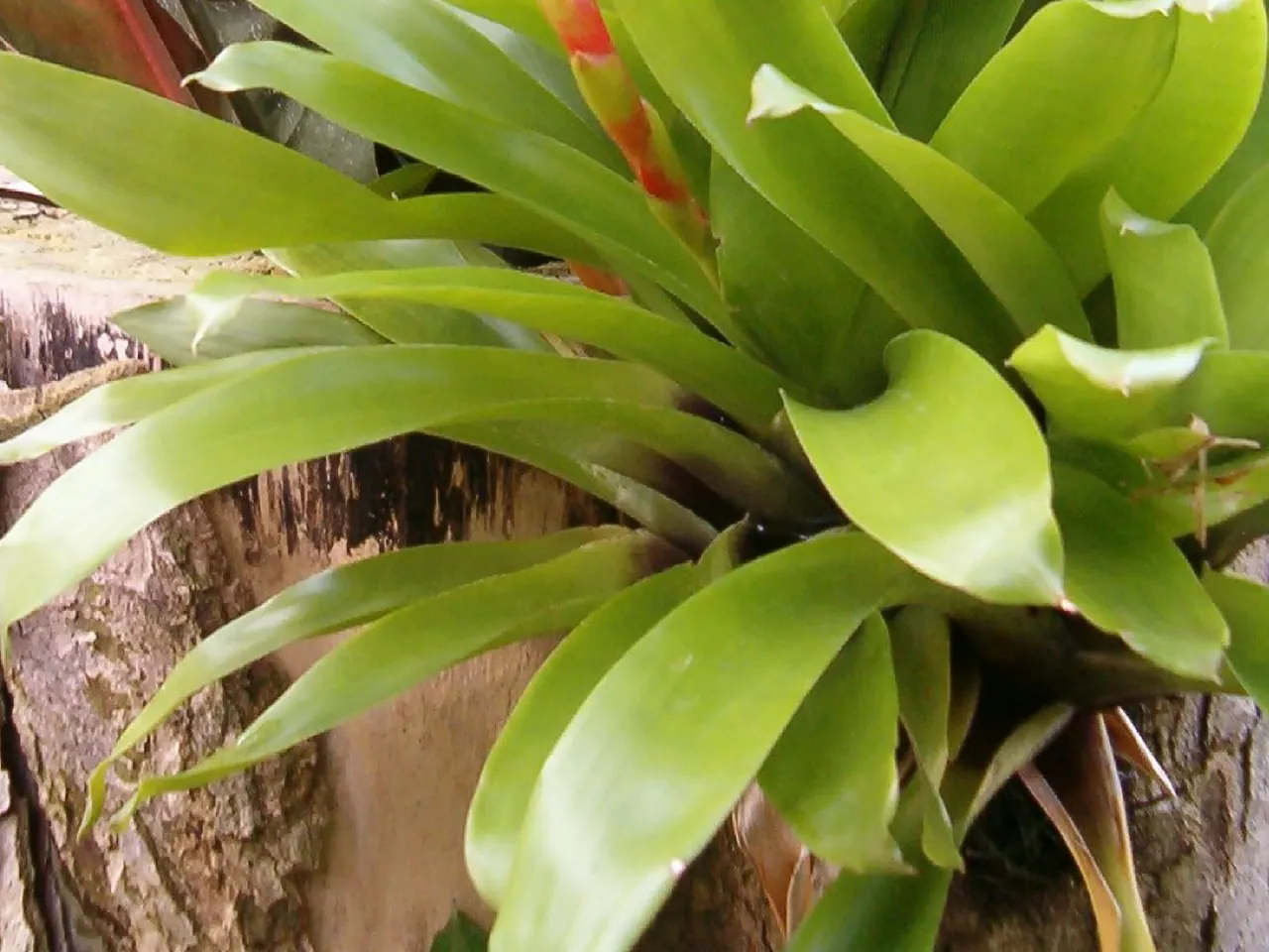 Vriesea duvaliana
