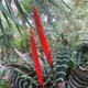 Vriesea splendens