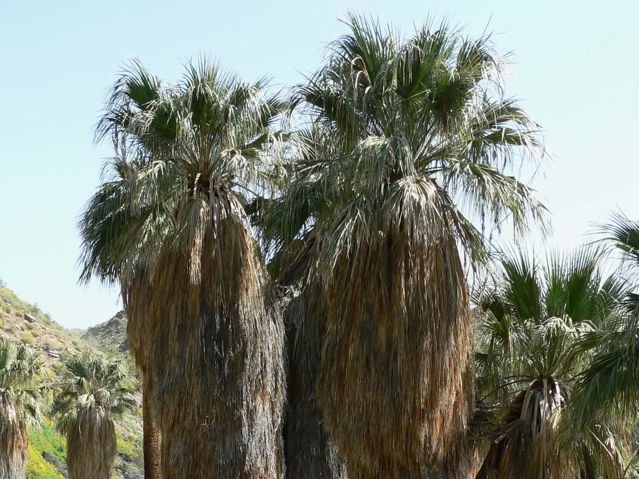 American cotton palm