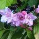 Old fashioned weigela