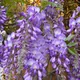 Chinese wisteria