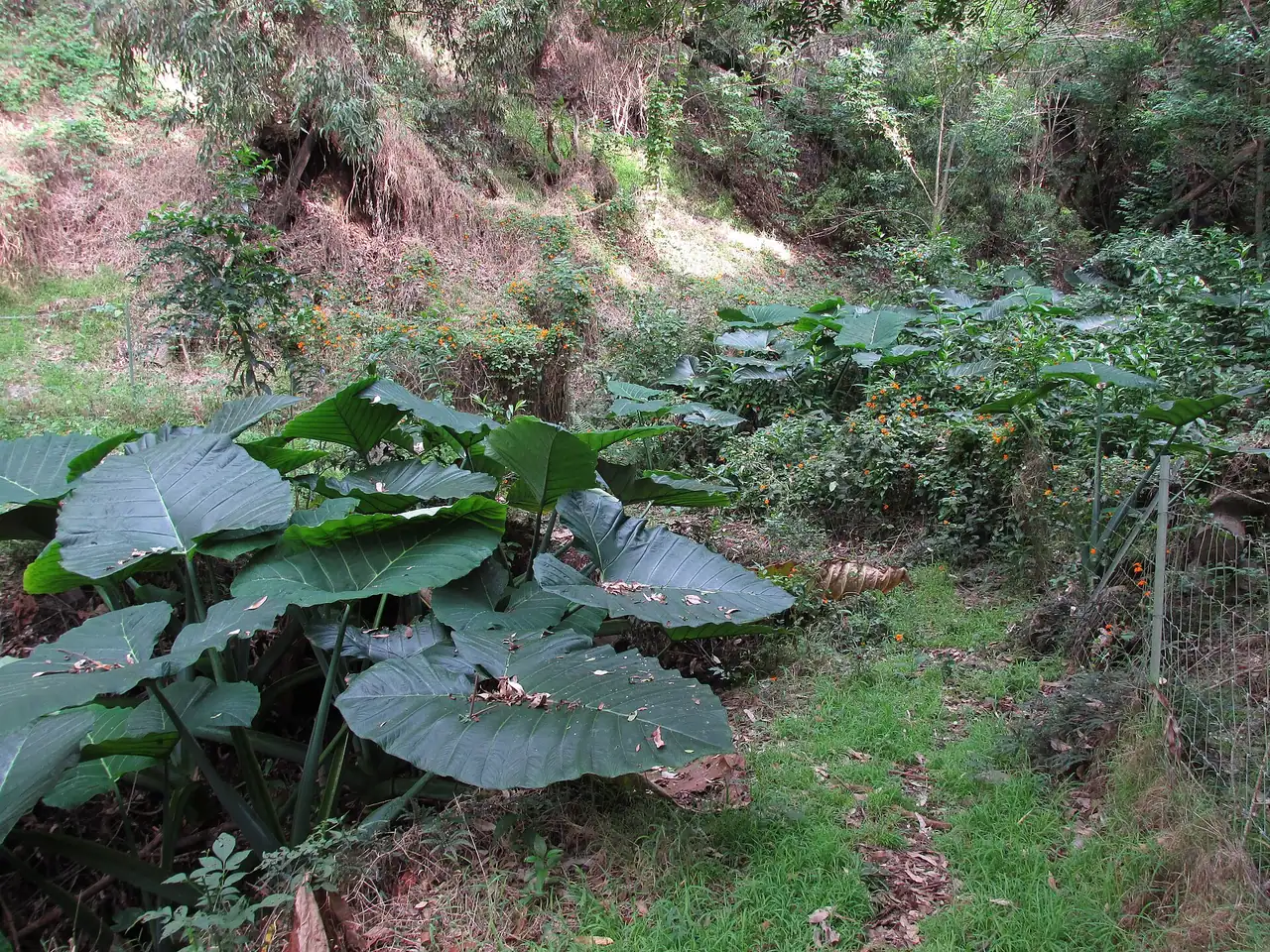 Xanthosoma robustum