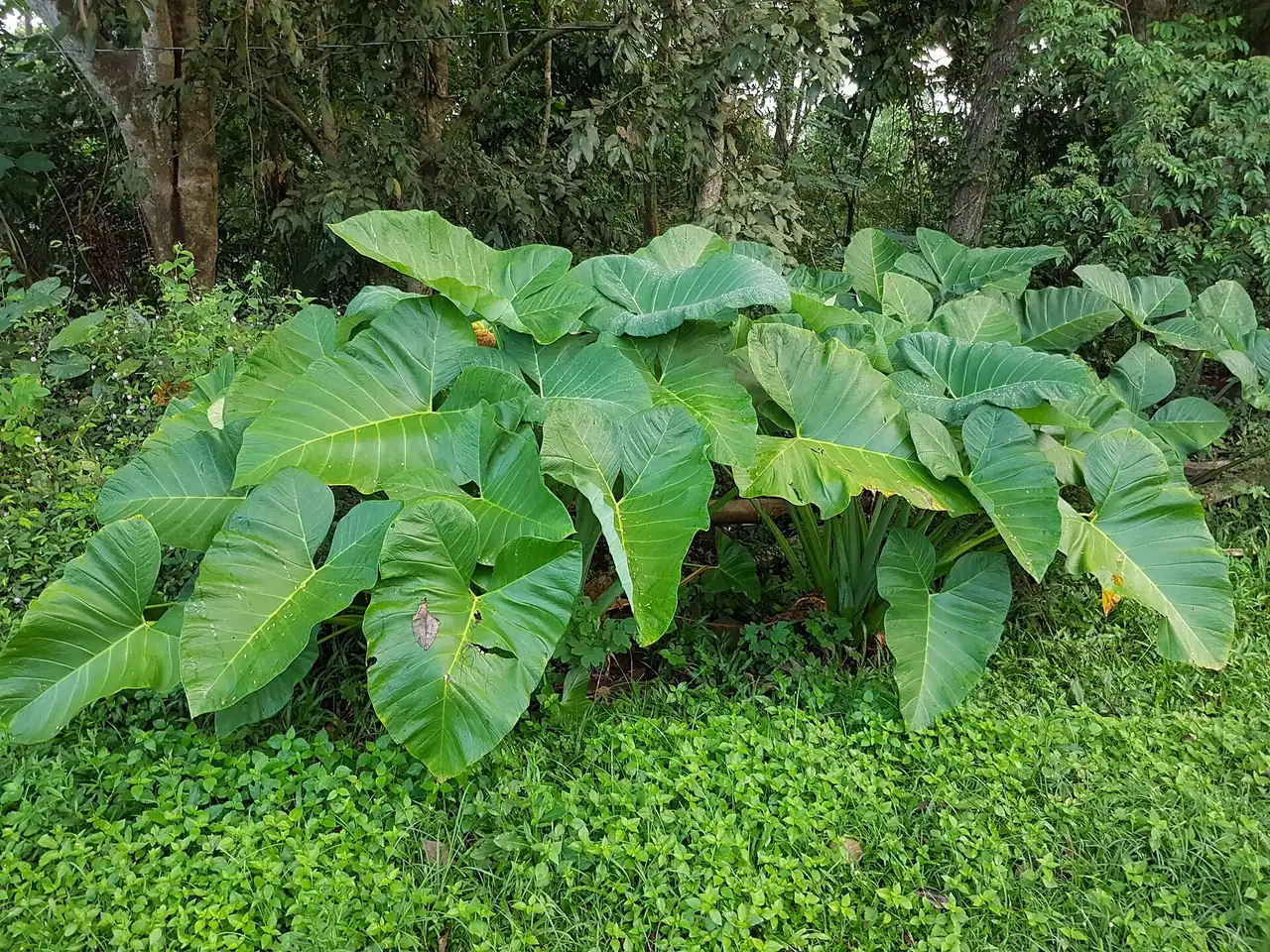 Malanga