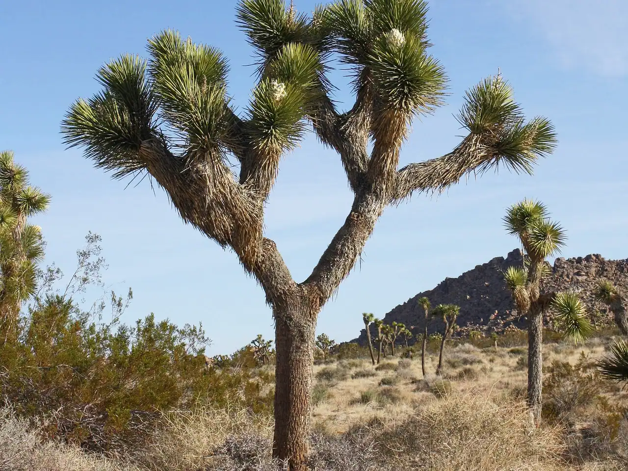 Joshua Tree