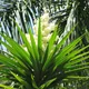 Spineless yucca