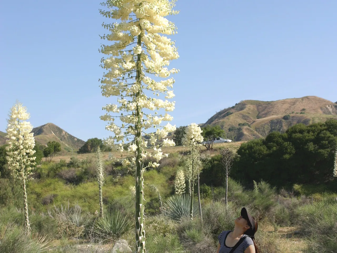 Yucca whipplei
