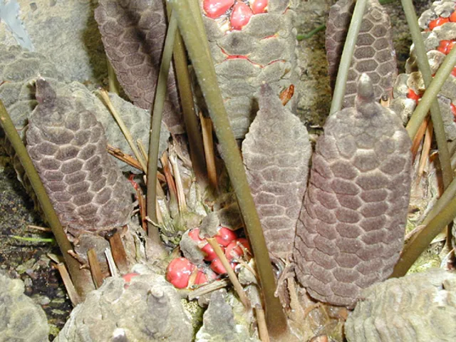 Coontie (Seminole)