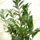 ZZ plant