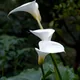 Arum lily